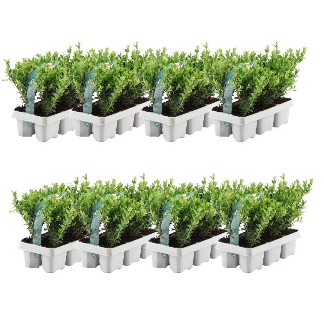 Stechpalme – Ilex crenata 'Jenny' – 48 Pflanzen – Immergrün – Winterhart – Alternative zu Buchsbaum – Ø7cm ↕15cm