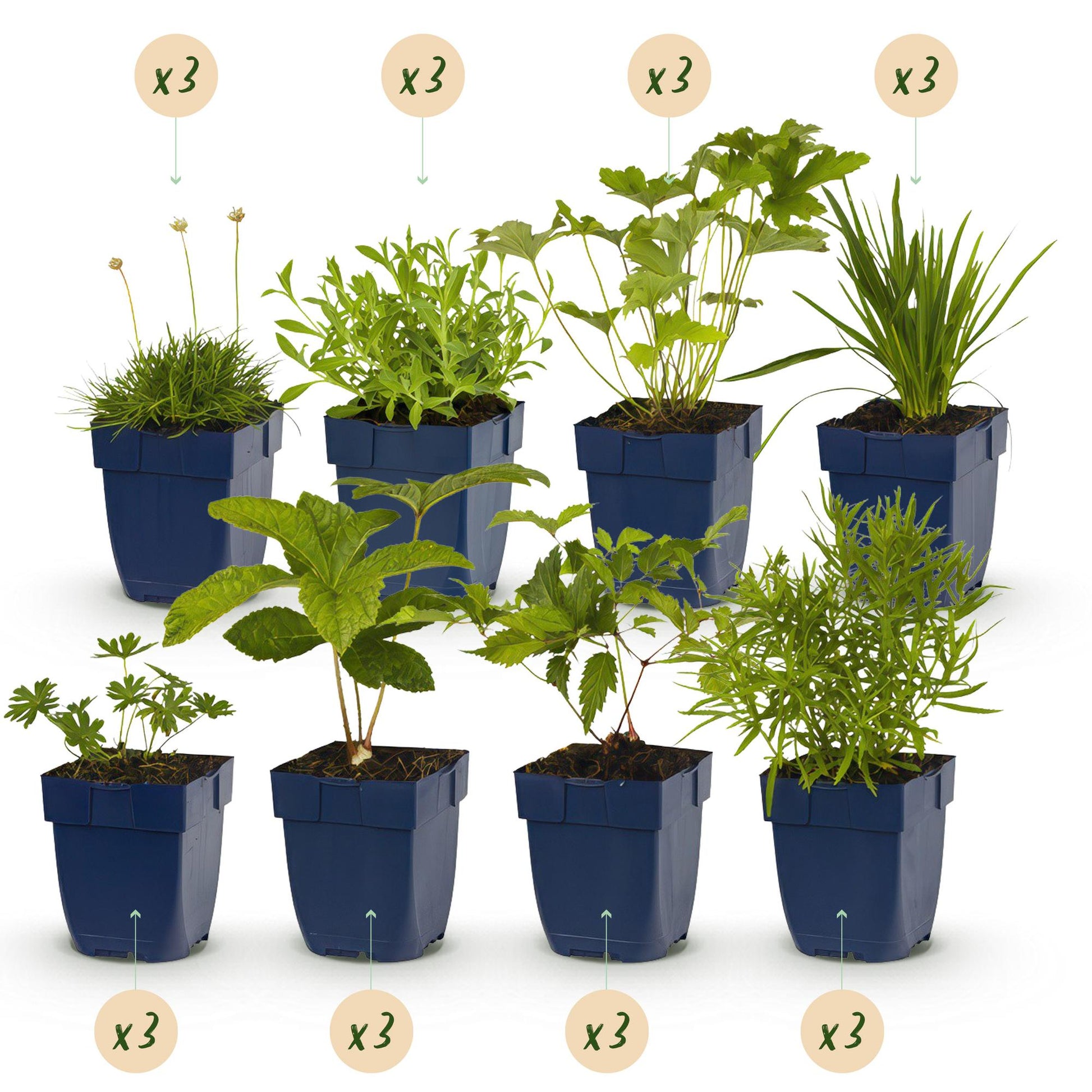 Staudenset „Weiß“ – 24 weißblühende Stauden für ca. 3 m² – Elegantes Borderpaket für sonnige Gartenbereiche – Pflegeleicht & harmonisch abgestimmt – Ø11 cm 