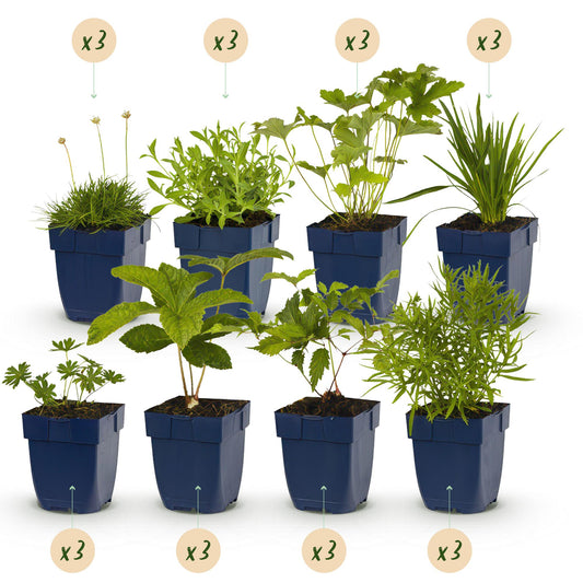 Staudenset „Weiß“ – 24 weißblühende Stauden für ca. 3 m² – Elegantes Borderpaket für sonnige Gartenbereiche – Pflegeleicht & harmonisch abgestimmt – Ø11 cm 