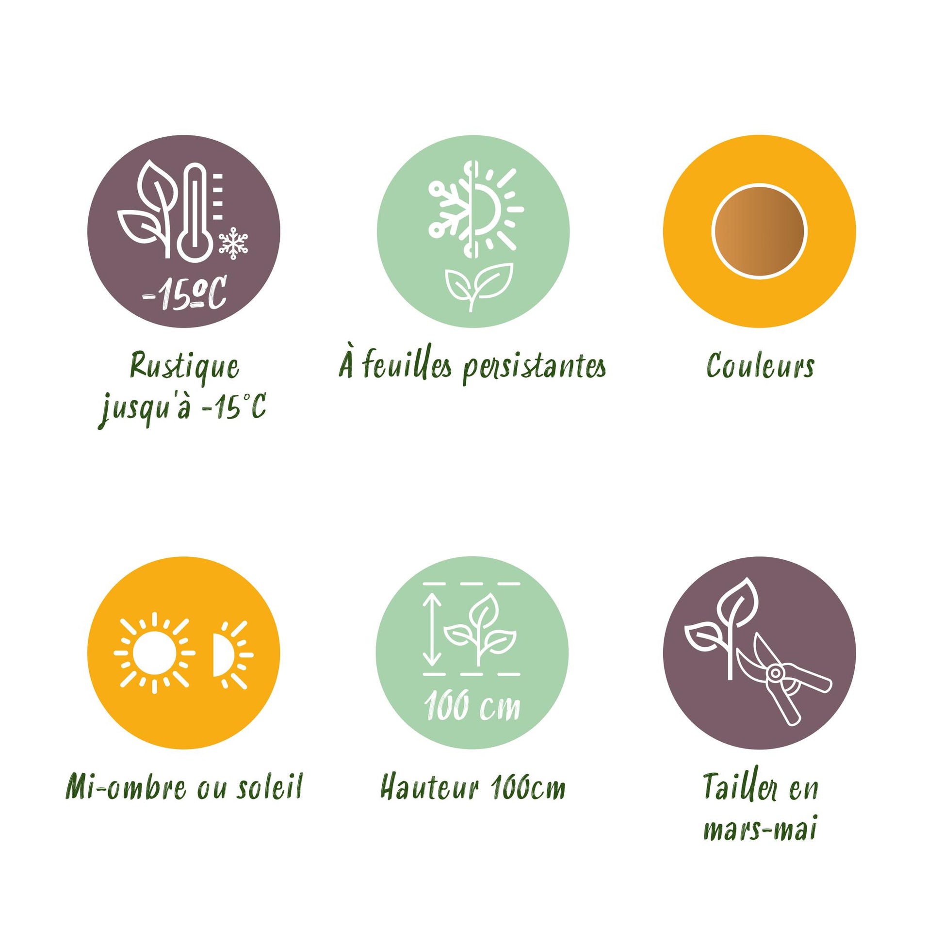 GreenboutiQ - Gartenpflanze - Nandina Gulfstream - Orange - 2 Pflanzen - Immergrün - Pflegeleicht - Topf 17cm Höhe 45cm 