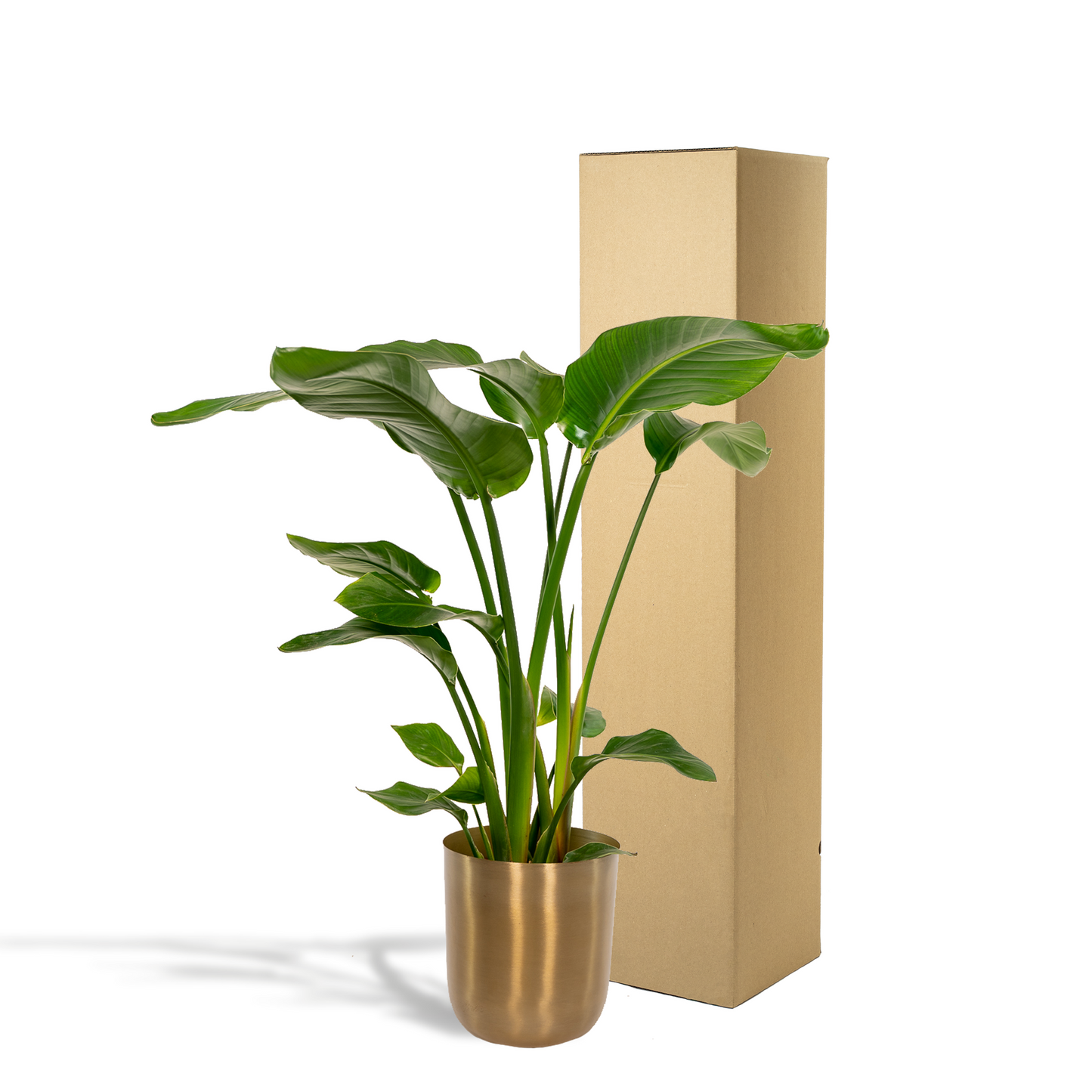 Strelitzia Nicolai - Ø19cm - ↕90cm + Topf Mayk Gold 