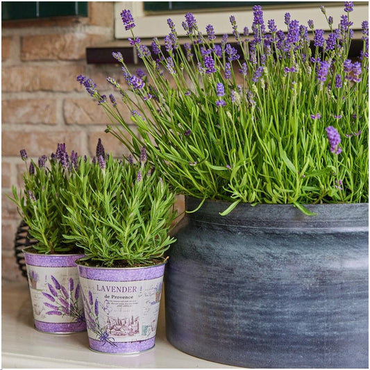 Echter Lavendel  - Lavandula stoechas Anouk® im Dekotopf 'Lavenderprint' - 13 cm Topf - 3 Stück