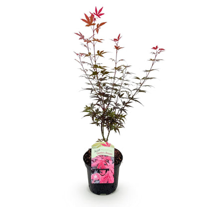 Japanischer Ahorn Acer palmatum 'Skeeter’s Broom' – Lila – Balkon- & Gartenpflanze – Ø19 cm – Ca. 70 cm hoch – Kompakter Zierahorn mit eindrucksvollem Farbspiel 