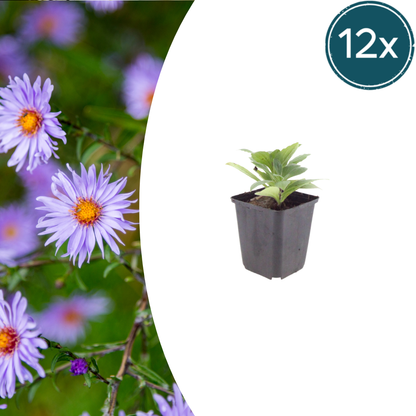 Aster frikartii Mönch – 12 Pflanzen Sommeraster – 10-25cm – Ø9cm – Langblühende Staude für sonnige Beete – Bienenfreundliche Gartenpflanze – Herbstblüher