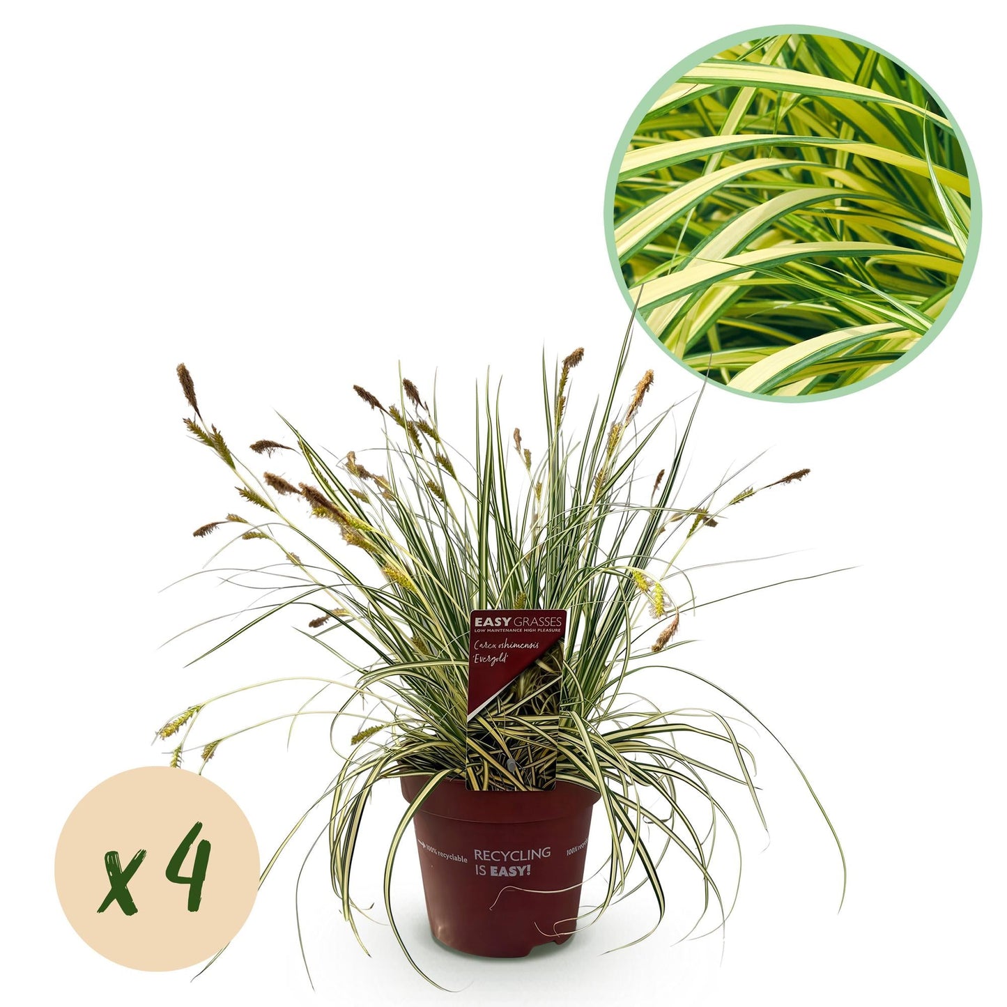 Ziergras Carex oshimensis 'Evergold' – Immergrün – 4 Pflanzen – Topf Ø17 cm – Höhe 50 cm – Gelb-grün gestreiftes Laub – Pflegeleicht – Für Sonne & Schatten – Ideal für Beet, Balkon & Kübel 