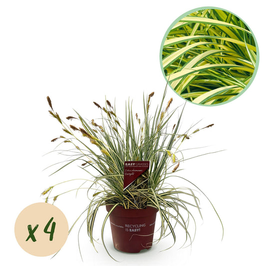 Ziergras Carex oshimensis 'Evergold' – Immergrün – 4 Pflanzen – Topf Ø17 cm – Höhe 50 cm – Gelb-grün gestreiftes Laub – Pflegeleicht – Für Sonne & Schatten – Ideal für Beet, Balkon & Kübel 