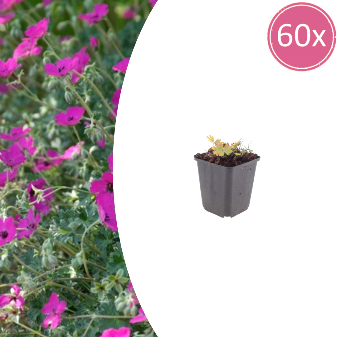 Geranium sanguineum Max Frei – 60 Pflanzen – Ø9cm – Höhe 10-25cm – Karminroter Storchschnabel – Winterharter Bodendecker – Für Beet, Steingarten & Flächenpflanzung