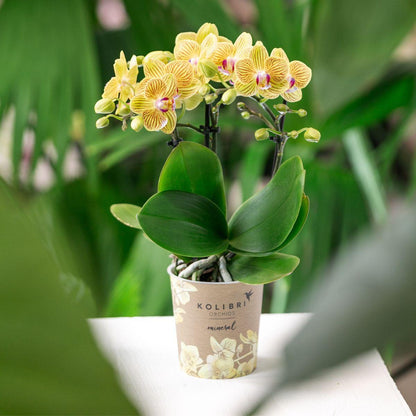 Phalaenopsis Orchidee Gelb ‘Lima’ – Ø9cm – Kompakte Zimmerpflanze mit 2–3 Blütenstielen – Gelbe Blüten mit rotem Muster & violetter Lippe – Pflegeleicht – Direkt vom Züchter 