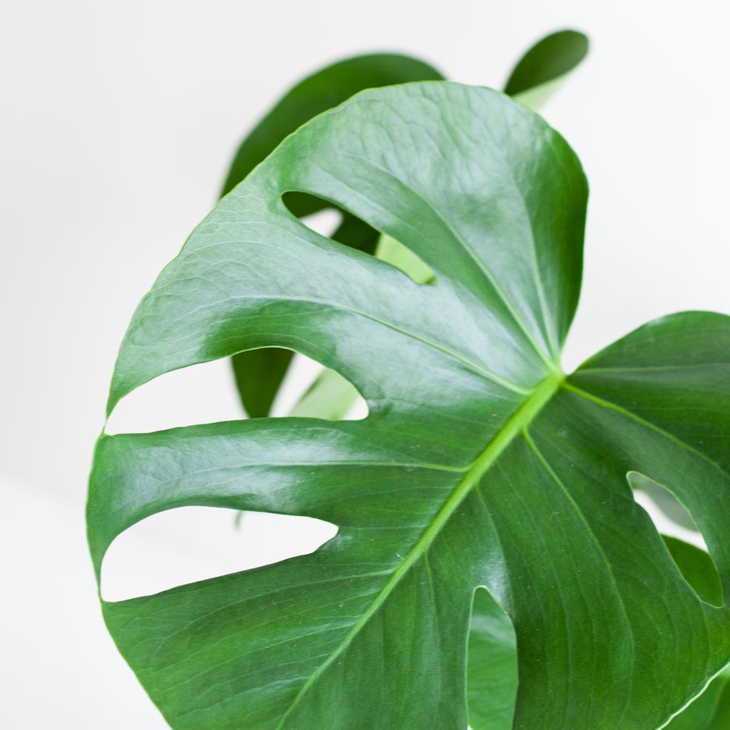 Monstera Deliciosa mit Lissabon Korb Weiß – Zimmerpflanze ca. 50cm – Ø17cm – Schweizer Käsepflanze mit großen Blättern – Nachhaltiger Pflanzenkorb aus Jute 