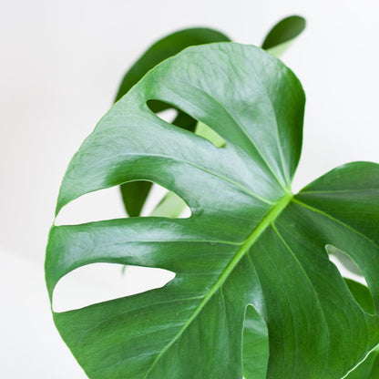 Monstera Deliciosa mit Lissabon Korb Weiß – Zimmerpflanze ca. 50cm – Ø17cm – Schweizer Käsepflanze mit großen Blättern – Nachhaltiger Pflanzenkorb aus Jute 