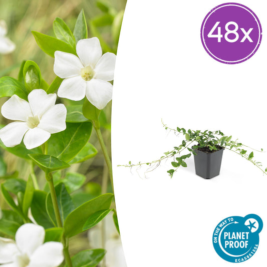 Vinca minor 'Alba' – 48 Pflanzen – ↕10-25cm – Ø9cm – Winterharter Bodendecker mit weißen Blüten – Pflegeleicht & schnellwachsend – Für Sonne & Schatten 