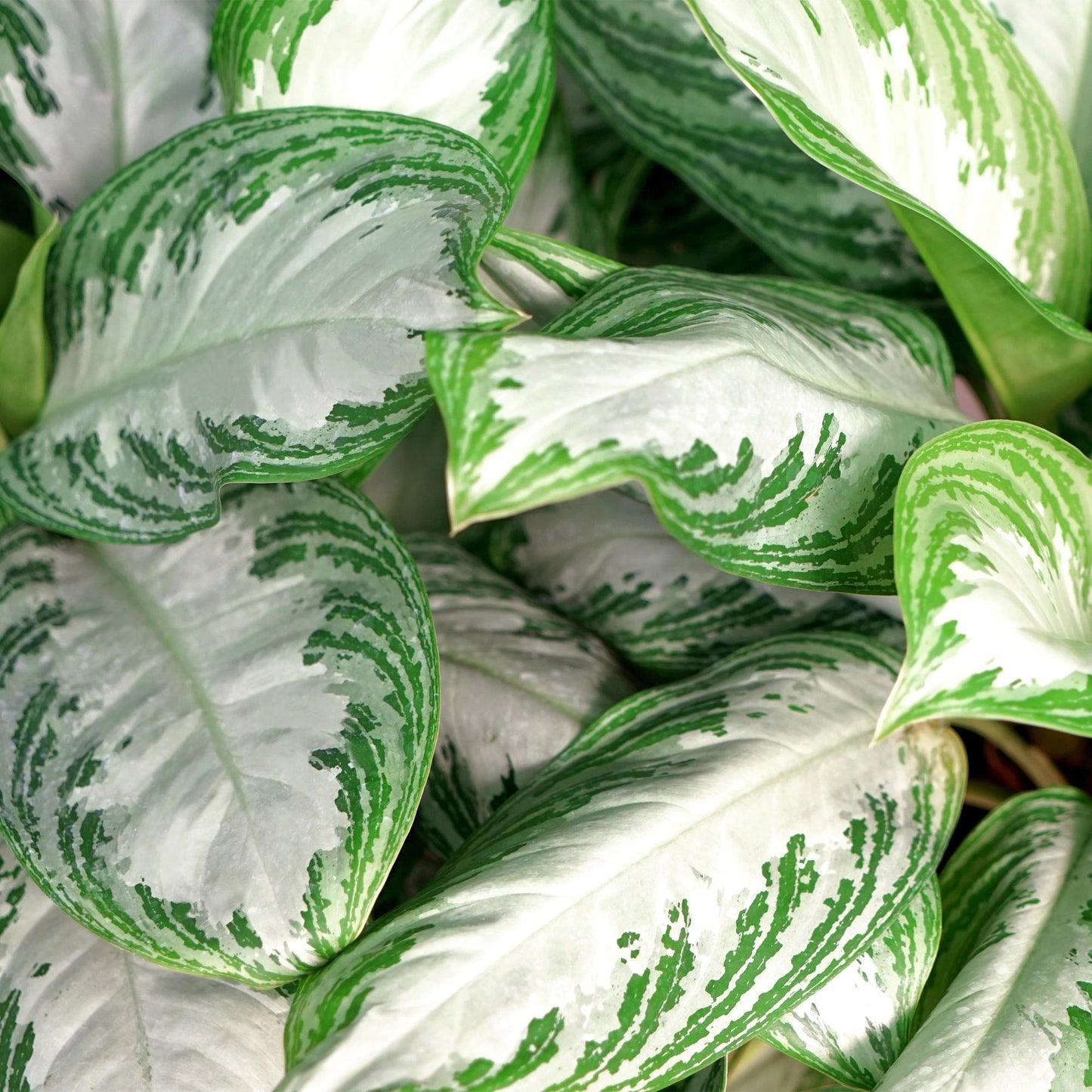 Green boutiQ - Zimmerpflanzen - Aglaonema Silver Bay - Silberblatt - Wenig Pflege - mit Korb - Silber - 2 Pflanzen - Topf 17cm - Höhe 70-75cm 