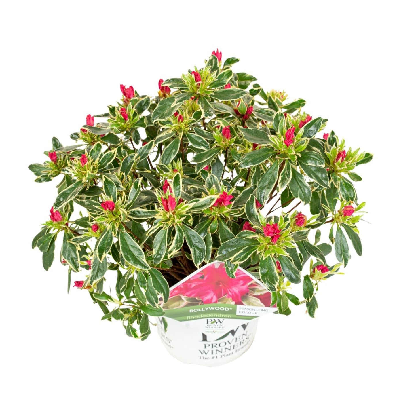 Rhododendron 'Bollywood' - Ø19cm - ↕30cm 