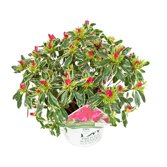 Rhododendron 'Bollywood' - Ø19cm - ↕30cm 