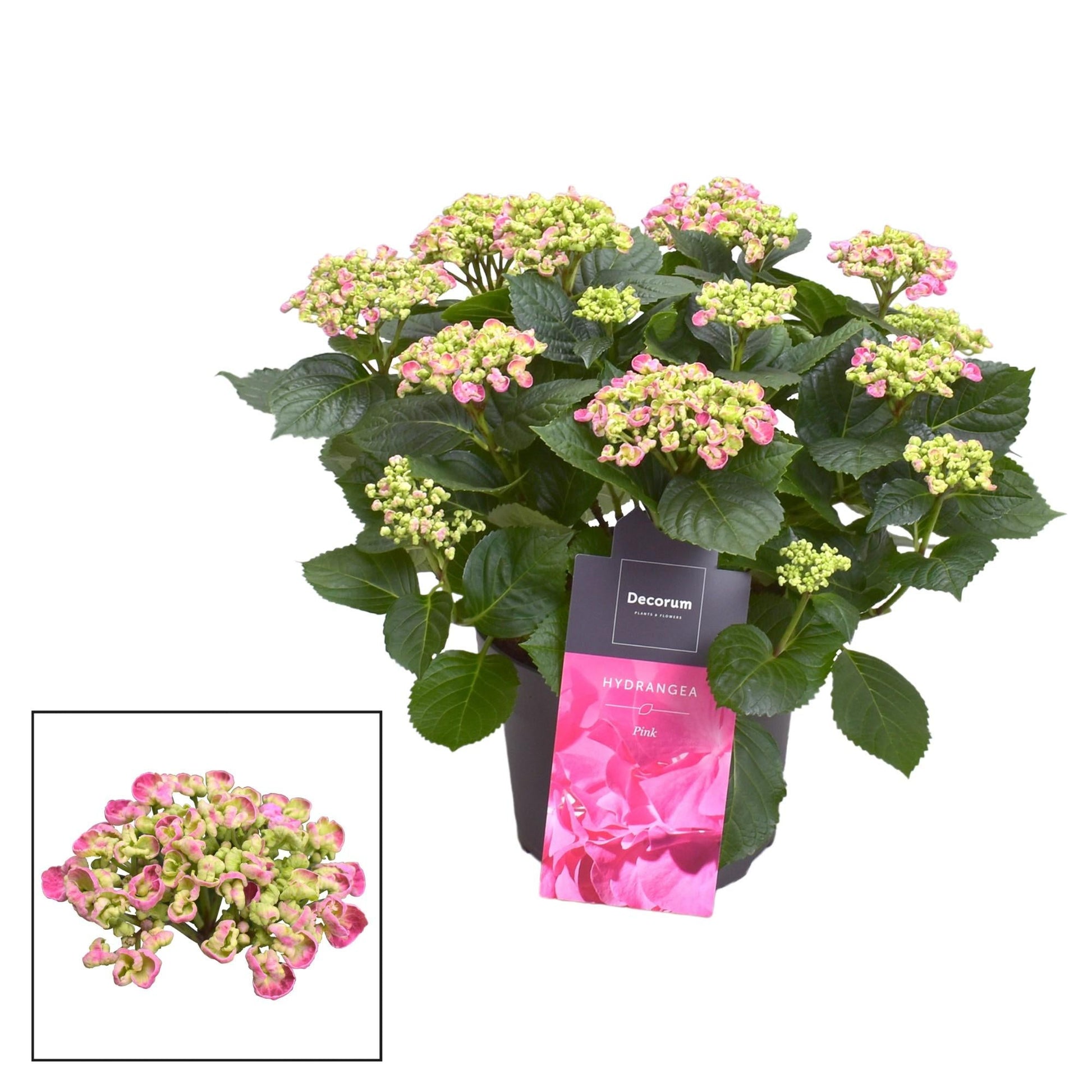 Hydrangea Curly Wurly Roze 9-15 Kop (Decorum) - Ø23cm - ↕50cm 