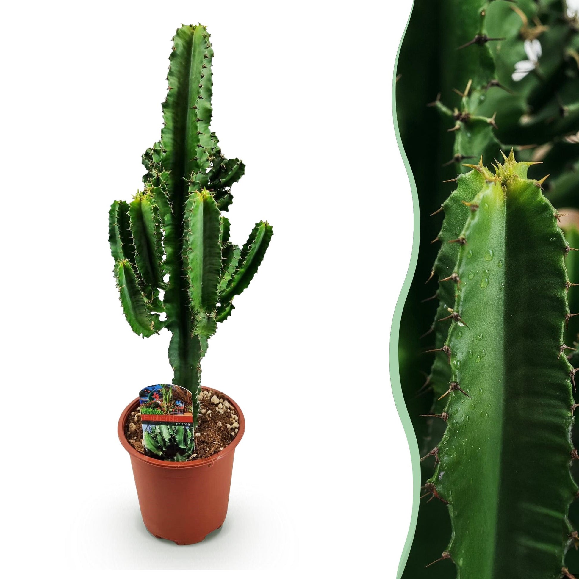 Green boutiQ - Zimmerpflanze - Euphorbia eritrea - Afrikanischer Milchbaum - Geringer Pflegeaufwand - Grün - 1 - Topf 17cm - Höhe 60cm 