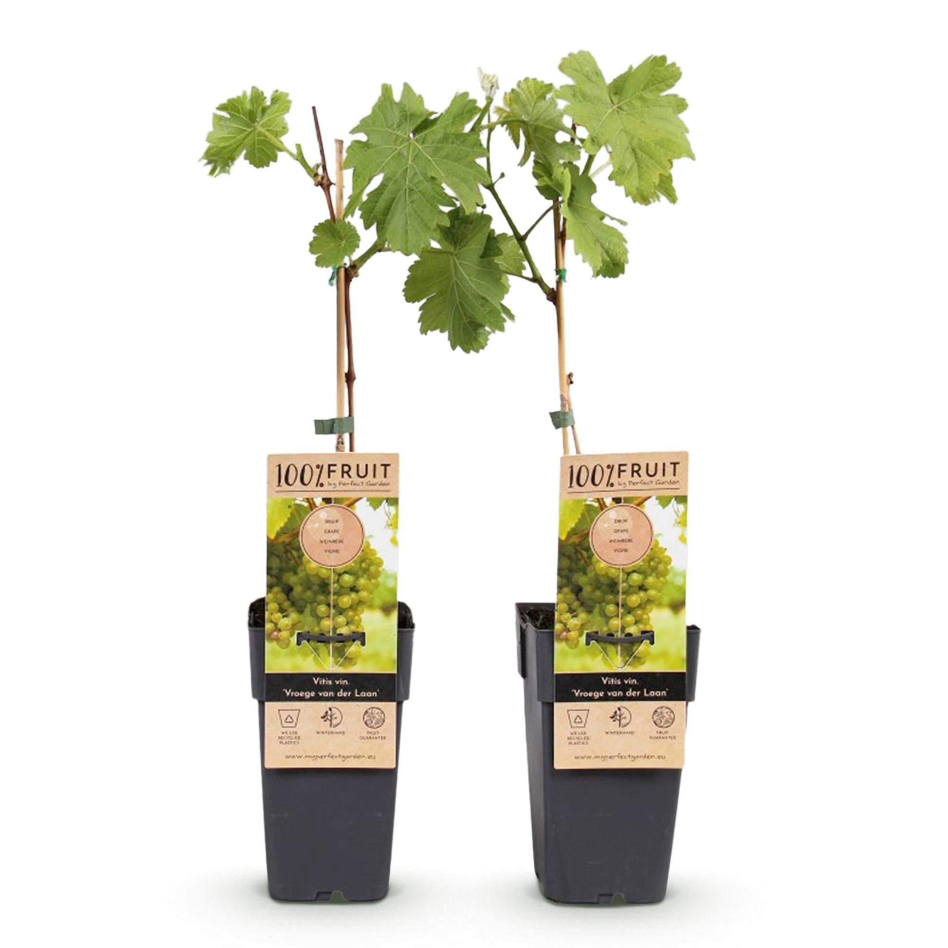 Weinrebe Vitis vinifera Frühzeit von der Laan – Weiße Traube – 2 Pflanzen – Obstpflanze – 15cm – Höhe 50cm 
