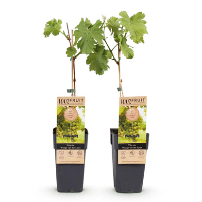 Weinrebe Vitis vinifera Frühzeit von der Laan – Weiße Traube – 2 Pflanzen – Obstpflanze – 15cm – Höhe 50cm 