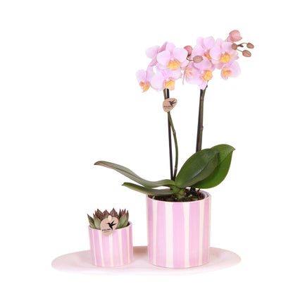 Geschenkset - Grüne Pflanze mit Rosa Phalaenopsis Orchidee Andorra in Painted Stripe Zierpflanzentöpfen auf Weißem Organischen Tablett