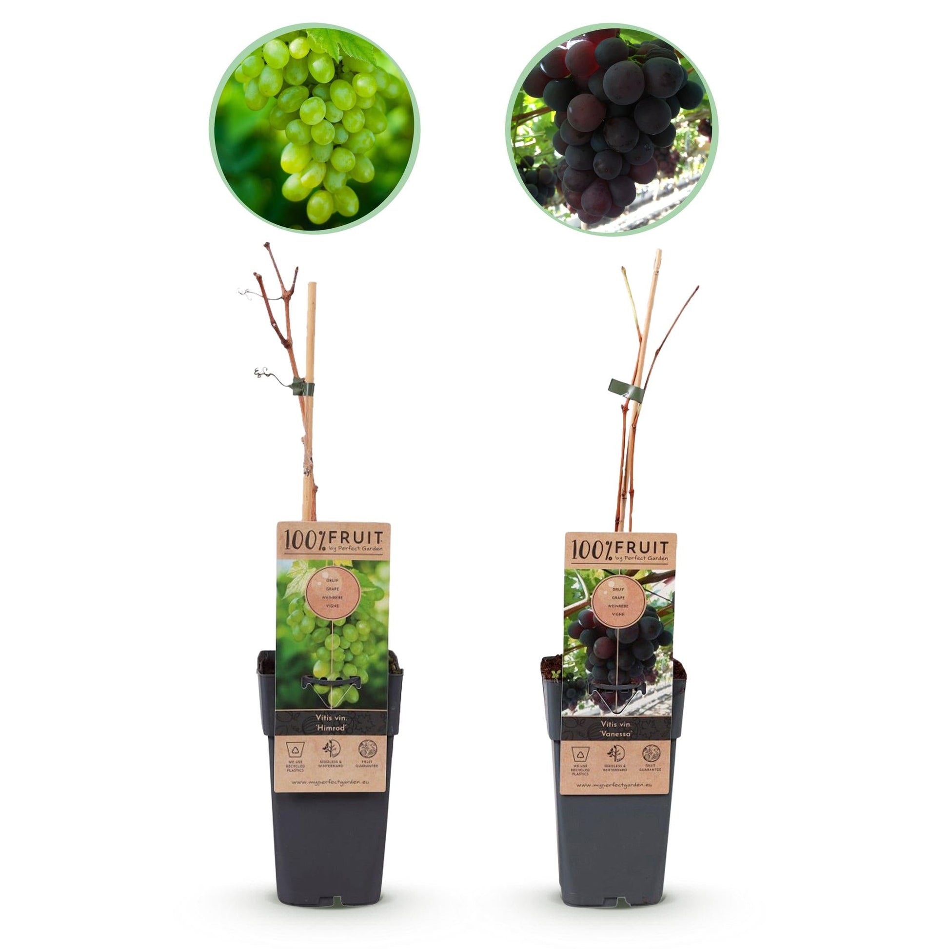 Weinrebe – Vitis vinifera Vanessa & Himrod – Kernlose lila & weiße Trauben – 2 Pflanzen – Obstpflanze – 15cm – Höhe 50cm 