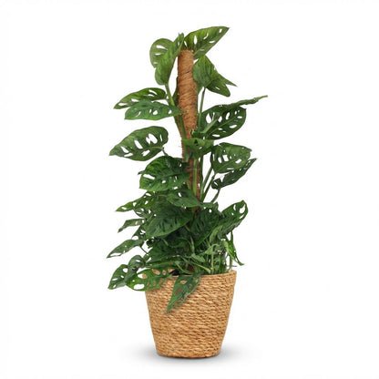 Monstera Adansonii Monkey Mask am Moosstab Fensterblatt 90cm – Zimmerpflanze mit Lochblättern im Korb Ø19cm – Kletterpflanze pflegeleicht, tropischer Look für Wohnung & Büro, ideal bei Halbschatten 