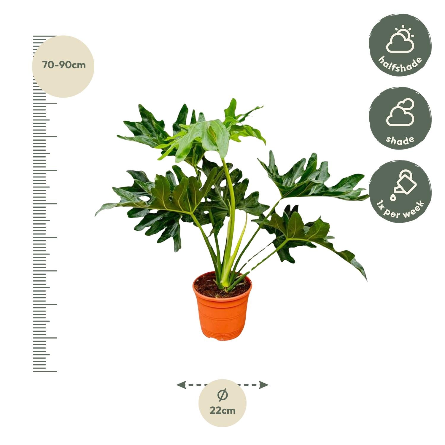 Philodendron Selloum – 60cm – Ø22cm – Tropische Zimmerpflanze mit großen, tief eingeschnittenen Blättern – Pflegeleicht & luftreinigend – Ideal für Wohnzimmer, Büro & moderne Innenräume 