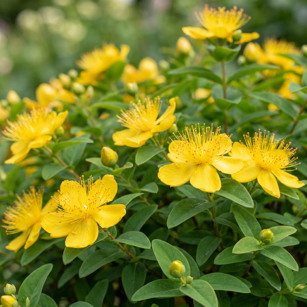 Johanniskraut – Hypericum calycinum – 6 Pflanzen – Topf Ø11cm – Bienenfreundliche Staude für Garten & Balkon