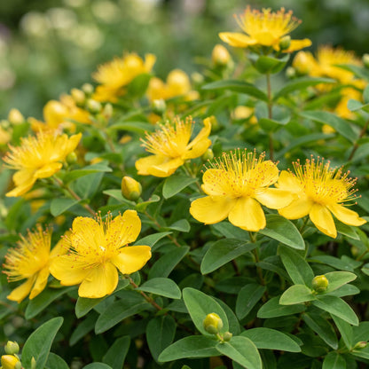 Johanniskraut – Hypericum calycinum – 6 Pflanzen – Topf Ø11cm – Bienenfreundliche Staude für Garten & Balkon