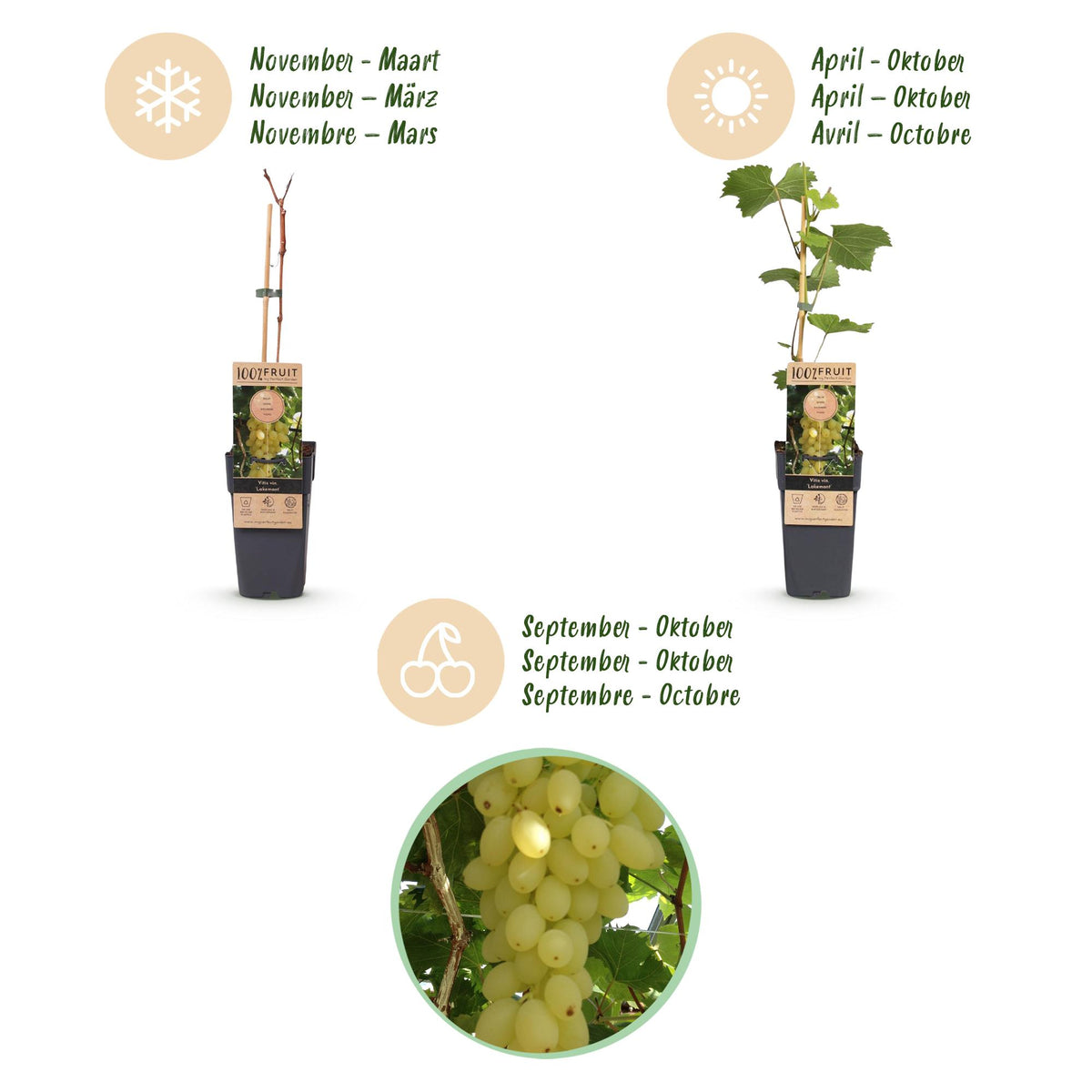 Green boutiQ - Fruit plant - Vitis vinifera Lakemont - Grape plant - Winter hardy - Golden Yellow Grape - 2 Plants - Pot 15cm - Height 50cm 