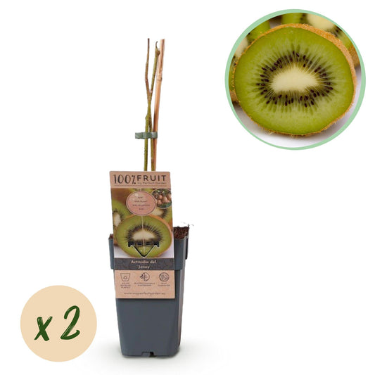 Kiwi Pflanze Actinidia deliciosa 'Jenny' – 2er-Set – Obstpflanze 15cm – ca. 50cm hoch – Selbstfruchtend – Für Garten & Balkon – Vitaminreiche grüne Kiwi 