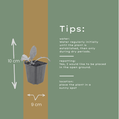 Kugeldistel Echinops ritro – 60 Pflanzen – Blaue Blütenkugeln – 10-25cm – Ø9cm – Trockenheitsresistente Staude für sonnige Beete