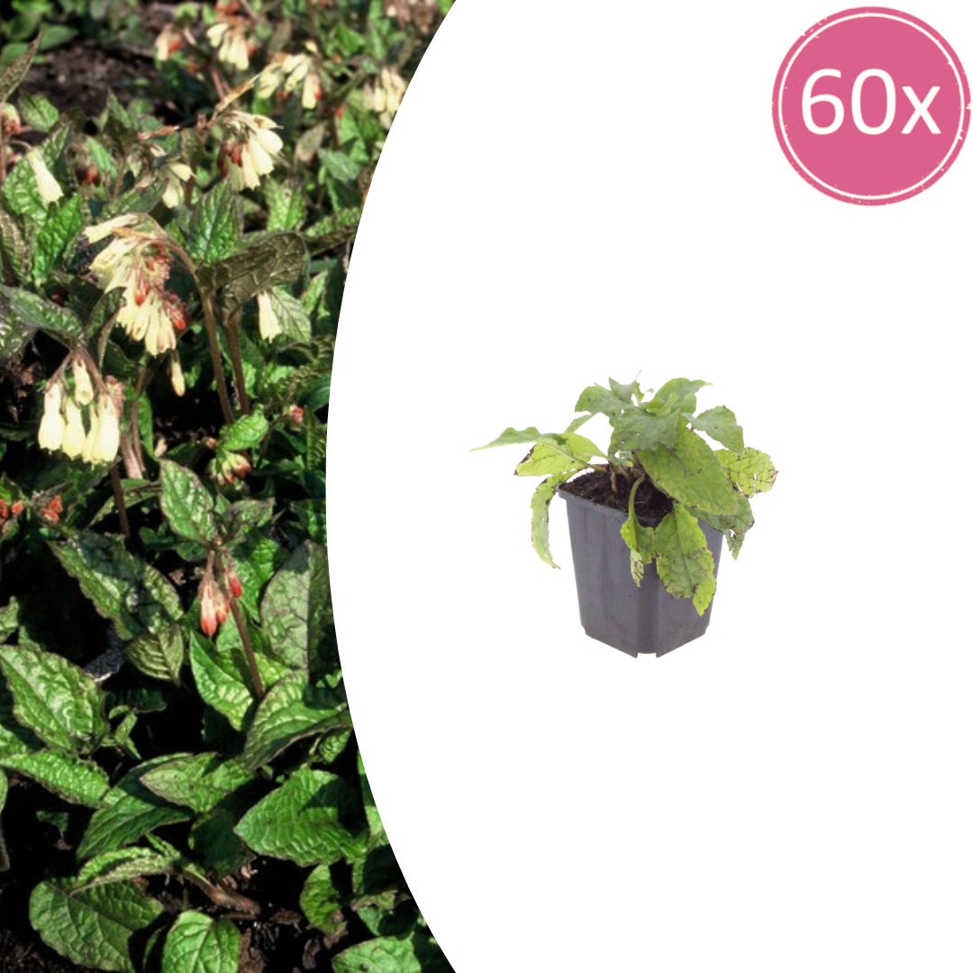 Symphytum grandiflorum – 60 Pflanzen – Ø9cm – Höhe 10-25cm – Großblütiger Beinwell – Bodendecker für Schattenbeet – Winterharte Staude - Oasis of Life