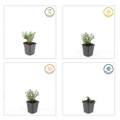 Kissen-Aster – Aster D 'Prof. Anton Kippenberg' – ↑10-25cm – Ø9cm – 40 Pflanzen – Herbstblühende, pflegeleichte Staude für Beete, Töpfe & Schnittblumen – Schmetterlingsfreundlich 