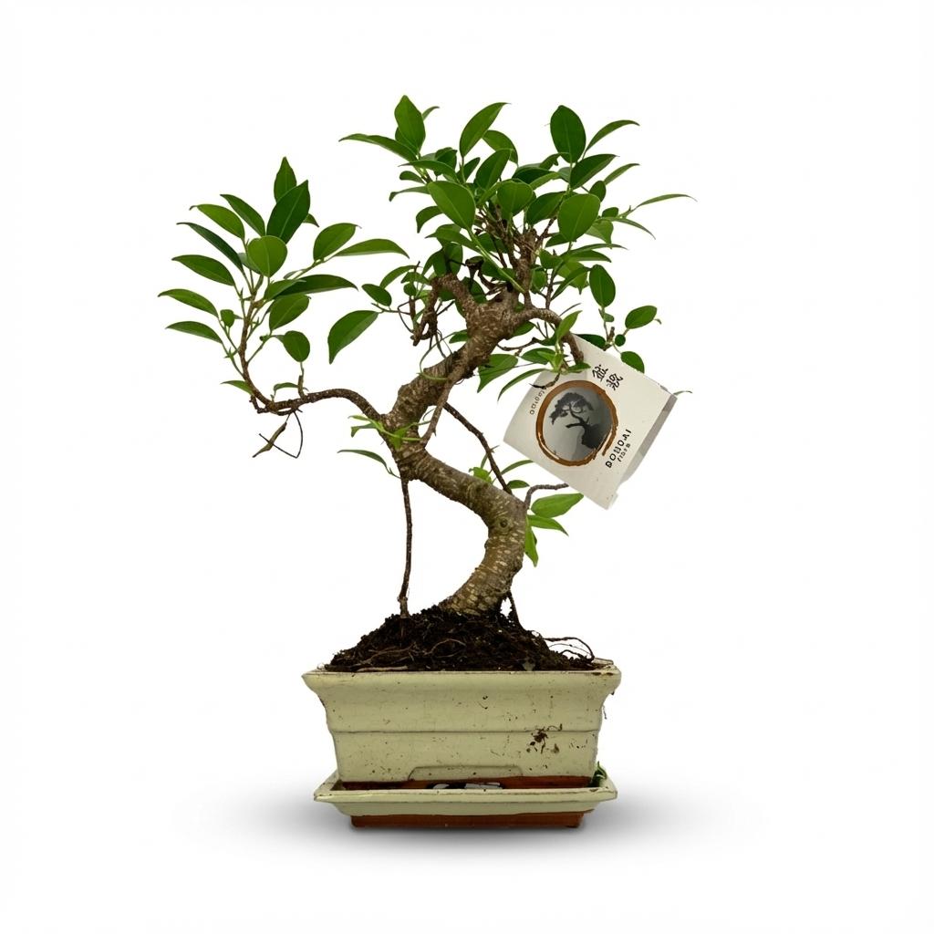 Bonsai Baum Ø15cm Höhe 30–35cm – Klassischer Miniaturbaum mit geschwungenem Stamm – In edler Keramikschale – Dekorative Zimmerpflanze 