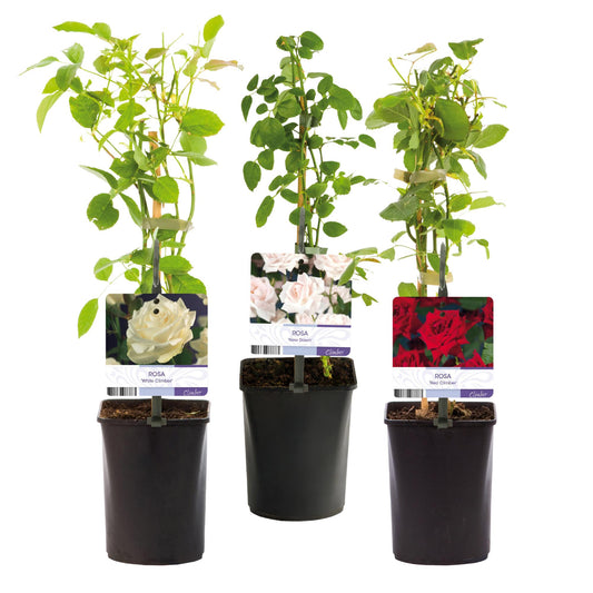 Kletterrose – Rosa Tricolour – Blüte Rosa-Weiß-Rot – 3 Pflanzen – Duftend – Geringer Pflegeaufwand – 11cm – Höhe ca. 40cm