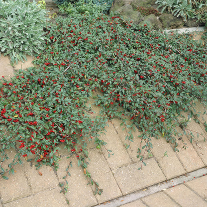 Cotoneaster dammeri – Winterharter Bodendecker mit weißen Blüten & roten Beeren – 24 Pflanzen –↕10–25cm – Ø9cm – Pflegeleicht & flächendeckend