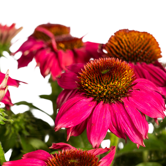Echinacea purpurea Purple – Sonnenhut mit violetten Blüten – Ø 19 cm Topf – Höhe 60-70 cm – Staudenpflanze – Für Beet & Staudenrabatten – Sonniger Standort – Pflegeleicht 