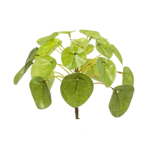 Chinesischer Geldbaum – Pilea Mini Busch – Zimmerpflanze – 13 cm – Kompakt & pflegeleicht – Grüner Blickfang für Tisch, Regal & Schreibtisch 