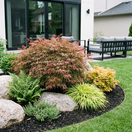 Green boutiQ - Gartenpflanze - Acer palmatum Jerre Swarts - Japanischer Ahorn - Laubabwerfend - Orange-Rot - 1 - Topf 26cm - Höhe 90cm 