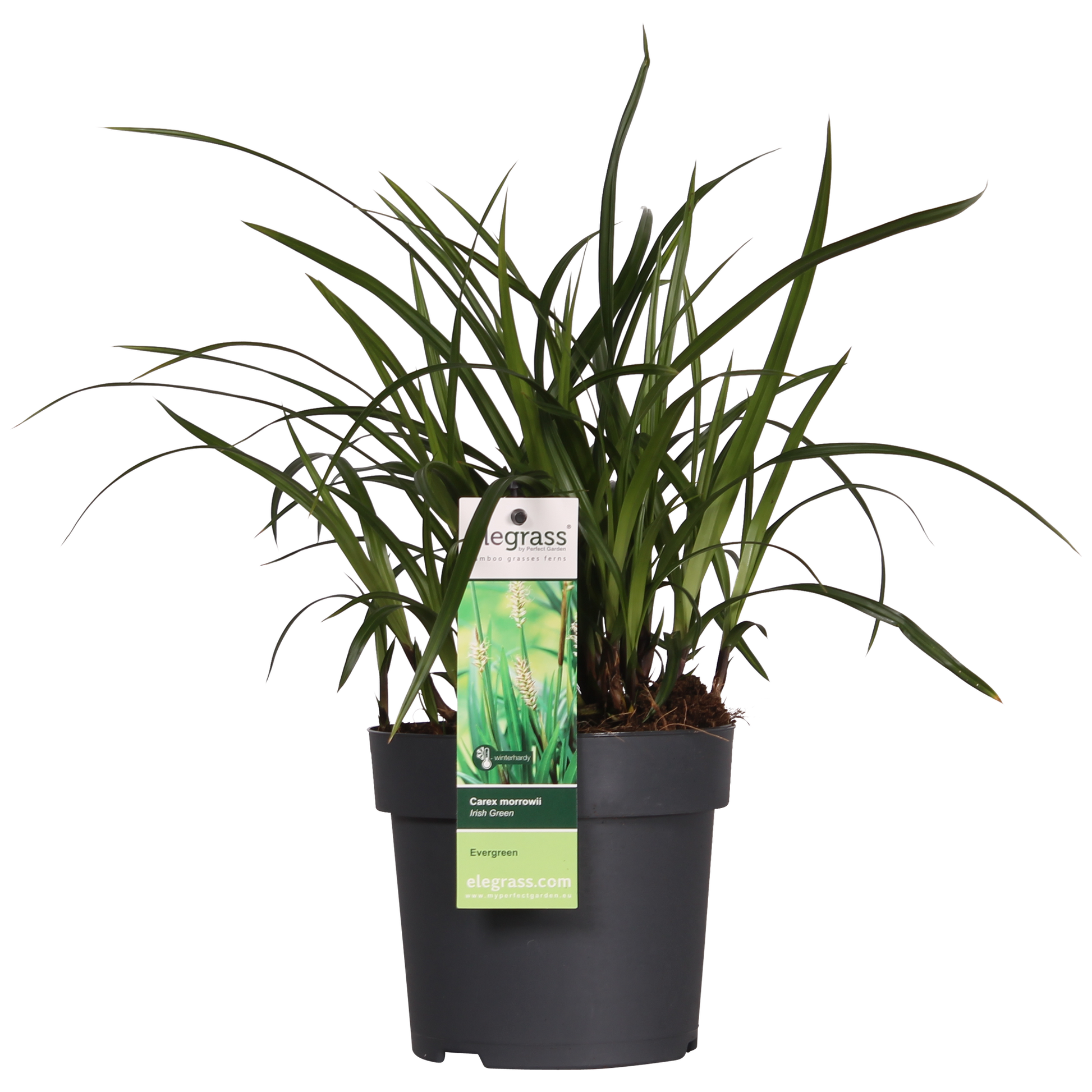 3x - Carex morrowii 'Irish Green' - ↨30cm - Ø14 