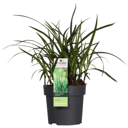 3x - Carex morrowii 'Irish Green' - ↨30cm - Ø14 