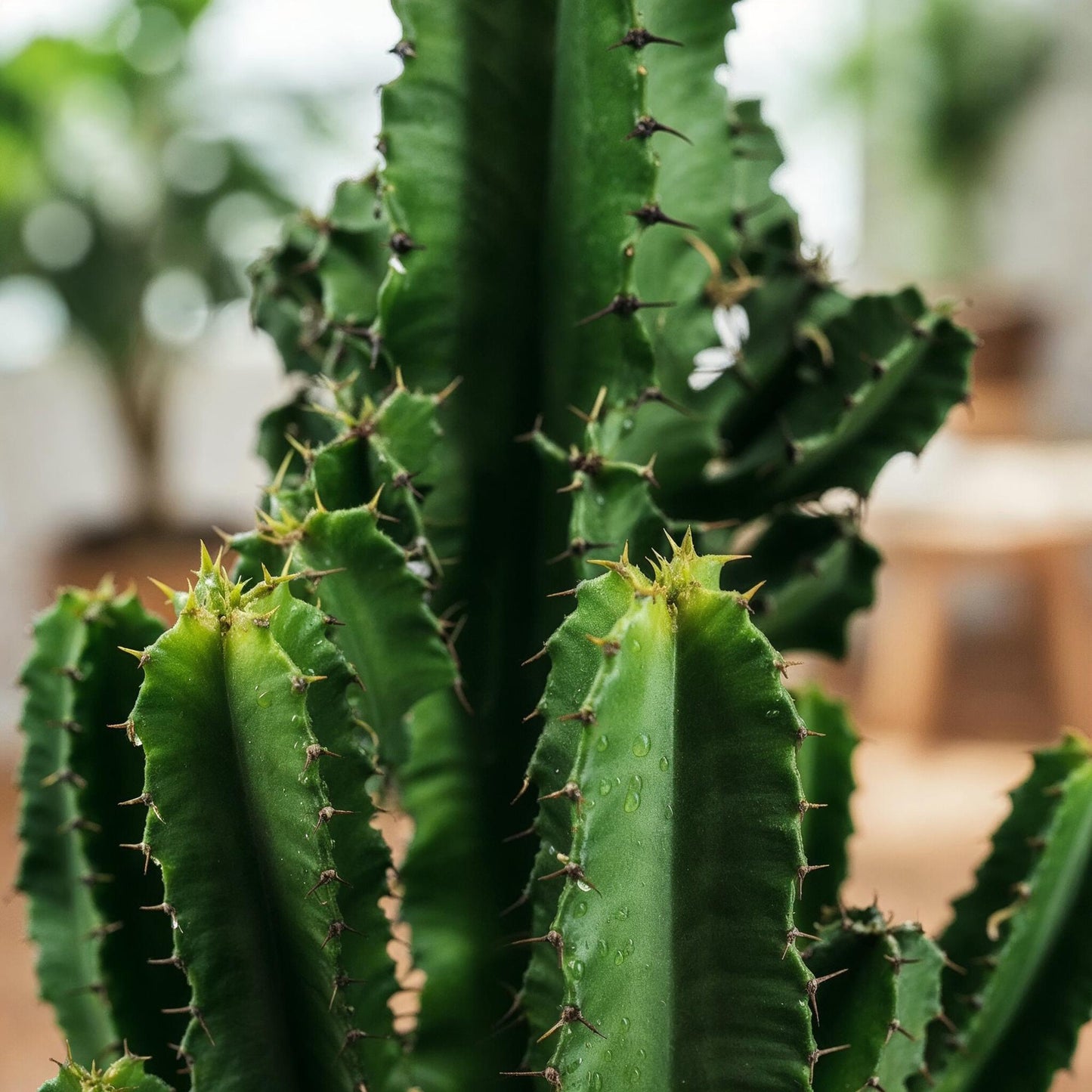 Green boutiQ - Zimmerpflanze - Euphorbia eritrea - Afrikanischer Milchbaum - Geringer Pflegeaufwand - Grün - 1 - Topf 17cm - Höhe 60cm 