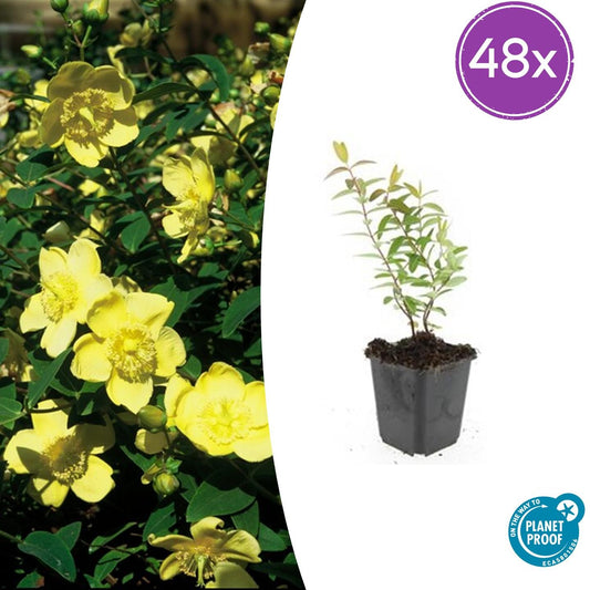 Hypericum 'Hidcote' – 48 Pflanzen – ↕10-25cm – Ø9cm – Johanniskraut – Immergrün, winterhart & bienenfreundlich 