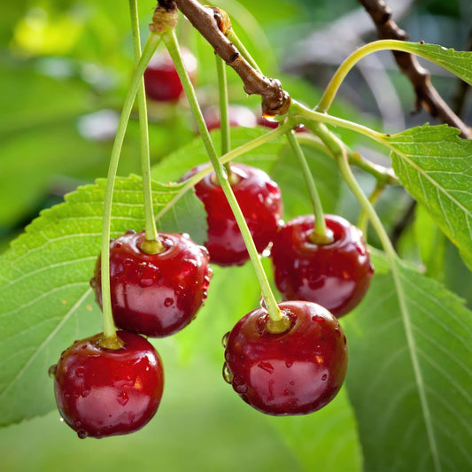 Kirschbaum Prunus avium Regina – Rote Kirsche – Obstbaum im Ø21cm – Höhe ca. 90cm – Süße Kirschen, pflegeleicht & gesund – Perfekt für Garten & Balkon 
