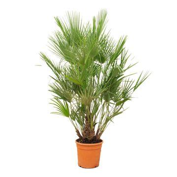 Grüne Zwergpalme - Chamaerops Humilis - Zimmerpflanze - 190cm