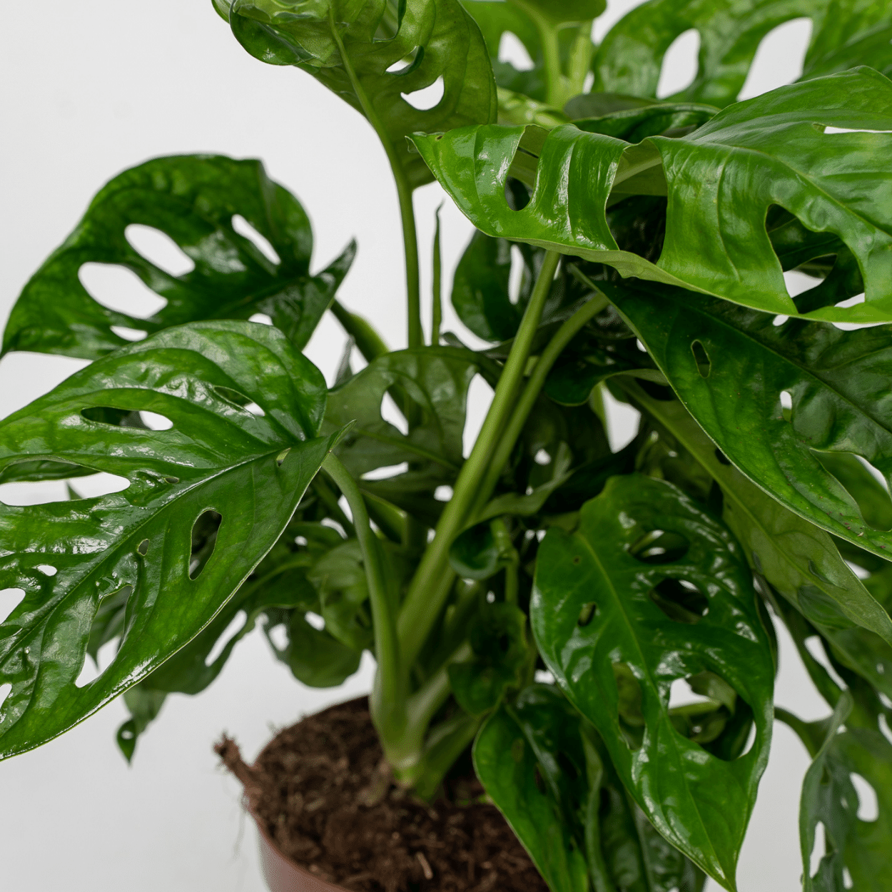 Fensterblatt - Monstera Monkey Leaf - Lochpflanze - Zimmerpflanze - 30cm - ø12cm