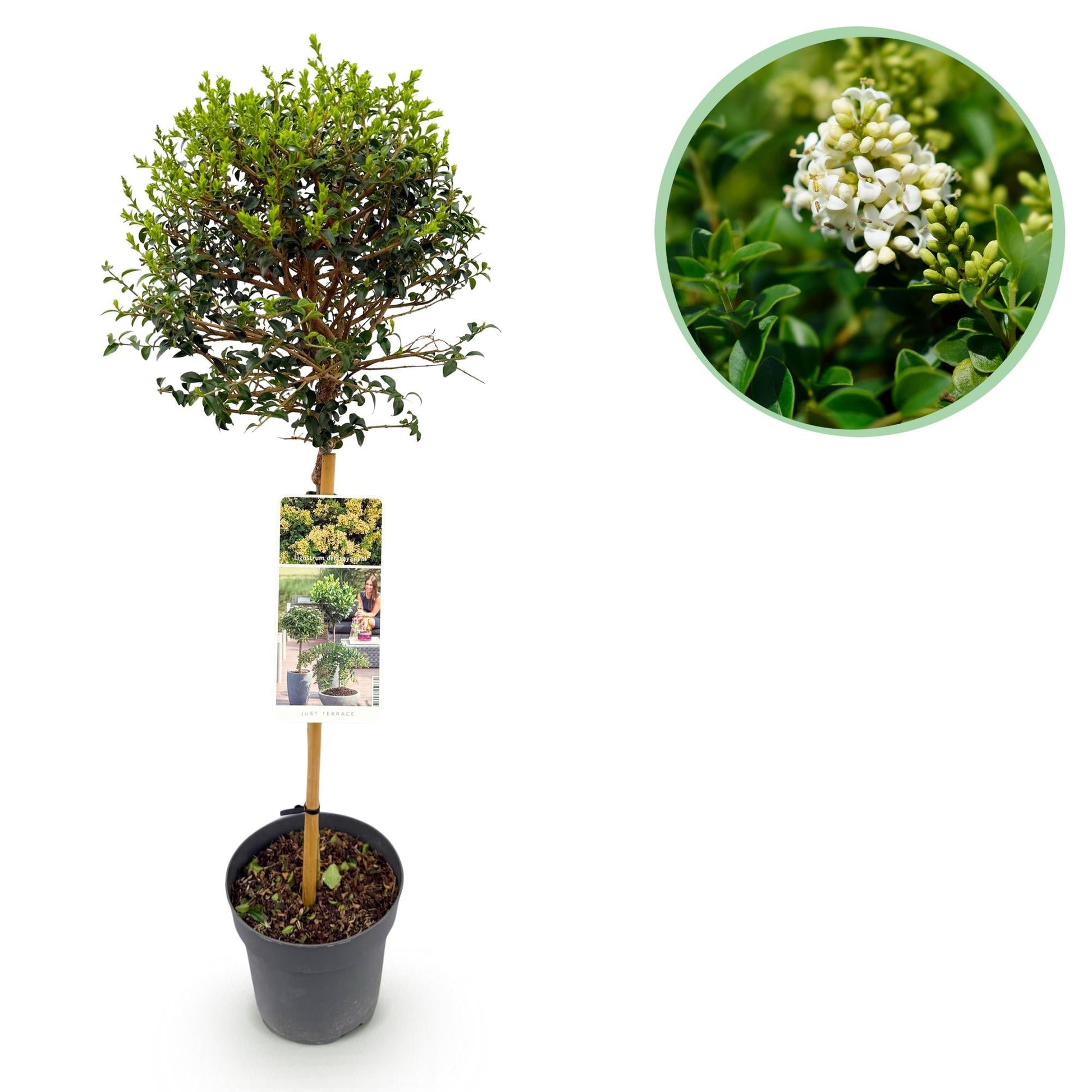 Ligustrum delavayanum Stamm-Pflanze – Immergrün – Pflegeleicht – Ø19 cm – Höhe ca. 90 cm – Sichtschutz & Stil für Terrasse & Balkon 
