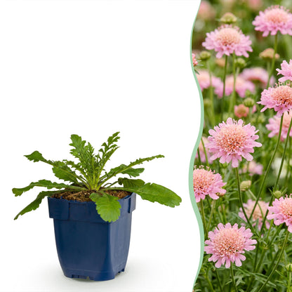 Skabiose 'Pink Mist' – Scabiosa columbaria 'Pink Mist' – 3 Pflanzen – Topf Ø11cm – Bienenfreundliche Staude für Garten & Balkon