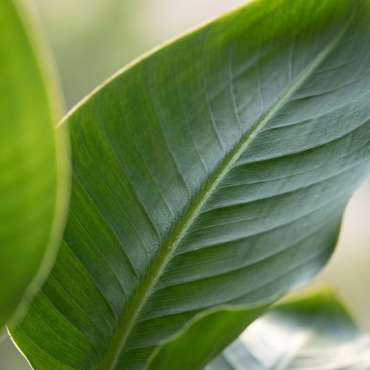 Green boutiQ - Plante d'intérieur - Oiseau de paradis - Strelitzia Nicolai - Vert - Entretien facile - 1 Plante - Pot 19cm - Hauteur 80 - 90cm 