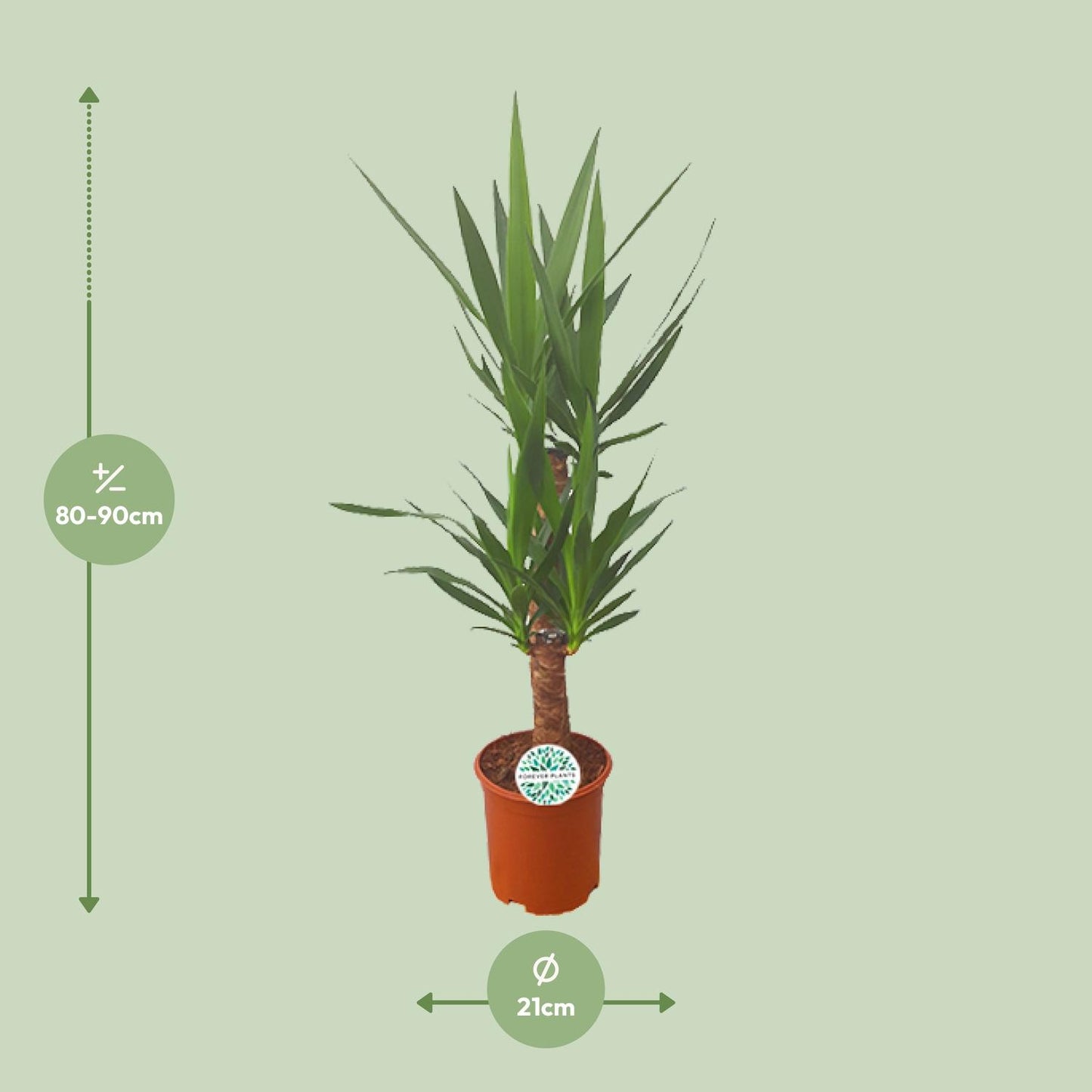 Palmlilie Yucca – 90cm – ø21cm – Pflegeleichte Zimmerpflanze mit schwertförmigen Blättern – Robuste Grünpflanze für helle & halbschattige Standorte – Elegante Raumbegrünung für Innen- und Außenbereiche 